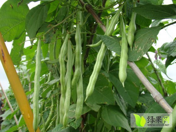 今日全国芸豆价格行情深度解析，小巷独特风味小店揭秘