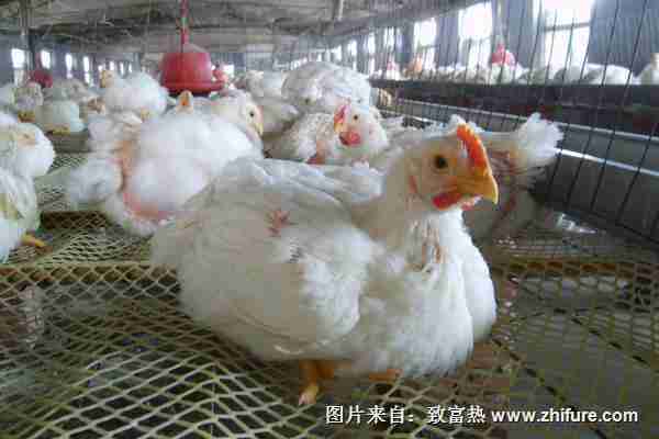 唐山肉鸡价格行情探秘，小巷深处的味觉之旅